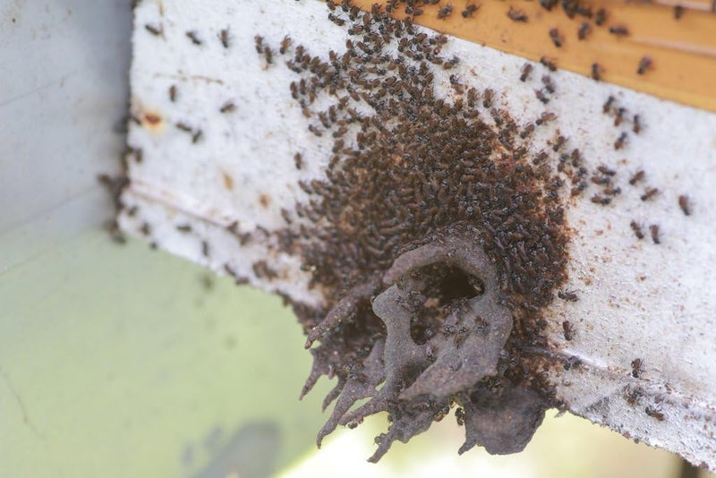 Pili Hunters Kiwot Stingless Bee Honey - Image 5