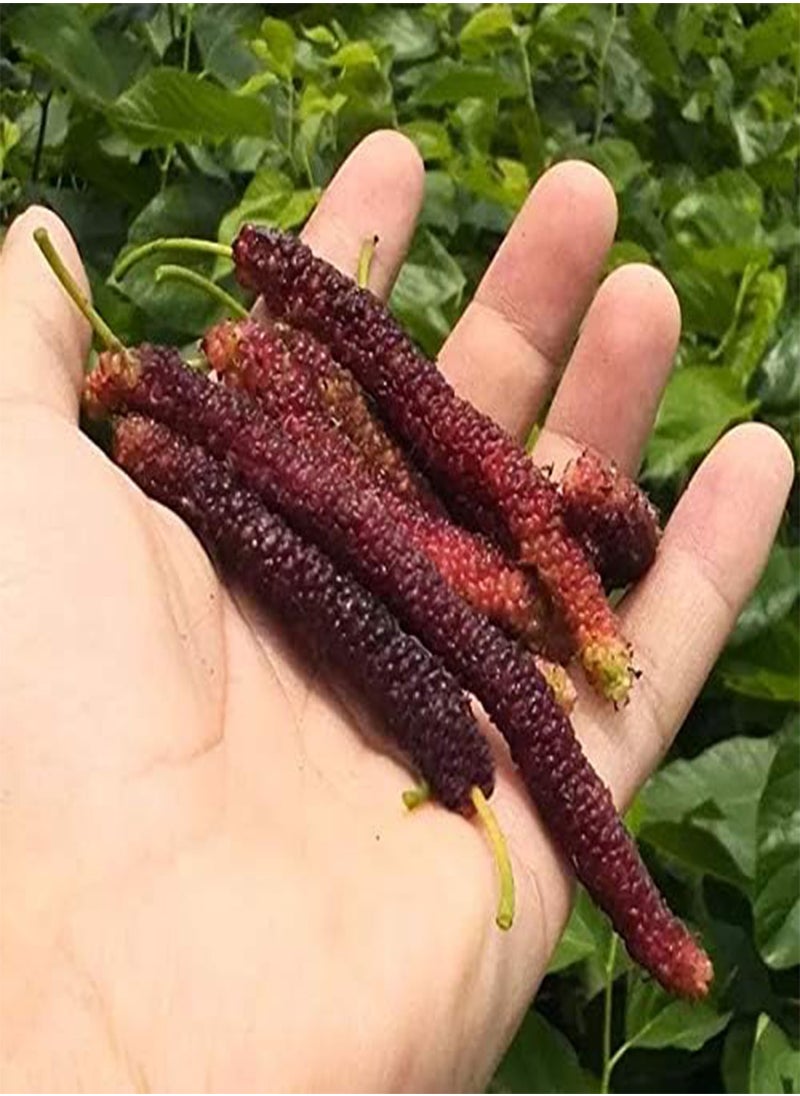 GGOOT - 60 Long Mulberry Fruit Seeds - Image 1