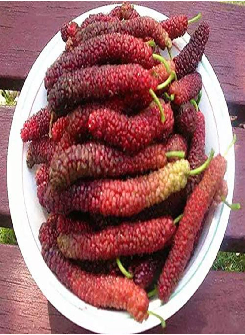 GGOOT - 60 Long Mulberry Fruit Seeds - Image 1