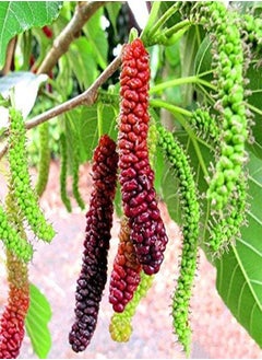 60 Long Mulberry Fruit Seeds