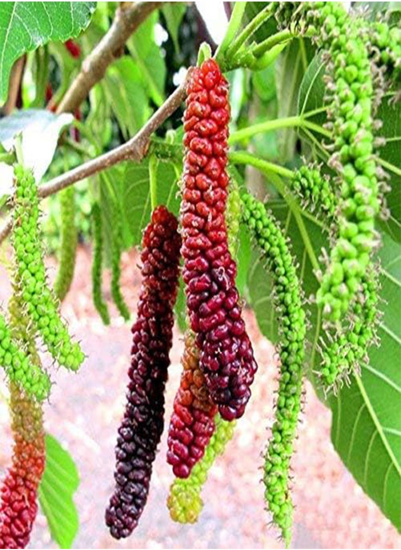 GGOOT - 60 Long Mulberry Fruit Seeds - Image 1