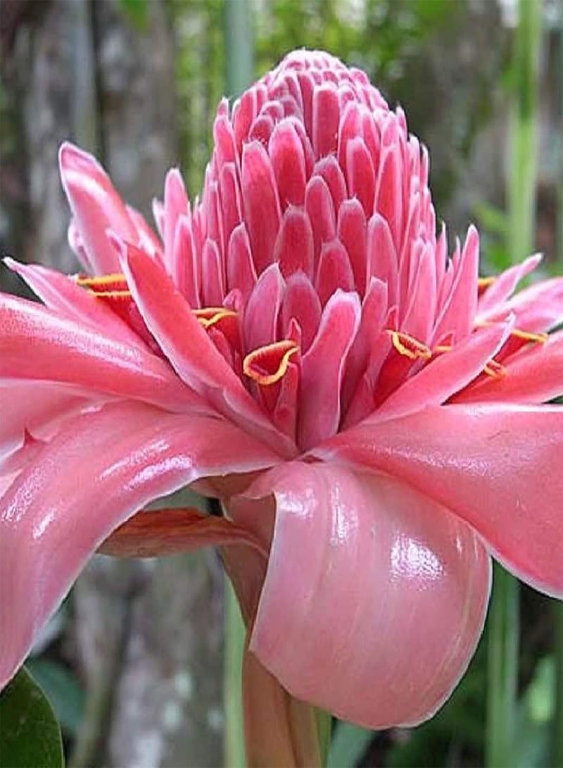 GGOOT 150Pcs/Bag Ginger Flower Seeds Sweet Easy Grow Red Torch Ginger Etlingera Elatior Seeds for Garden Ginger Flower Seeds - Image 5