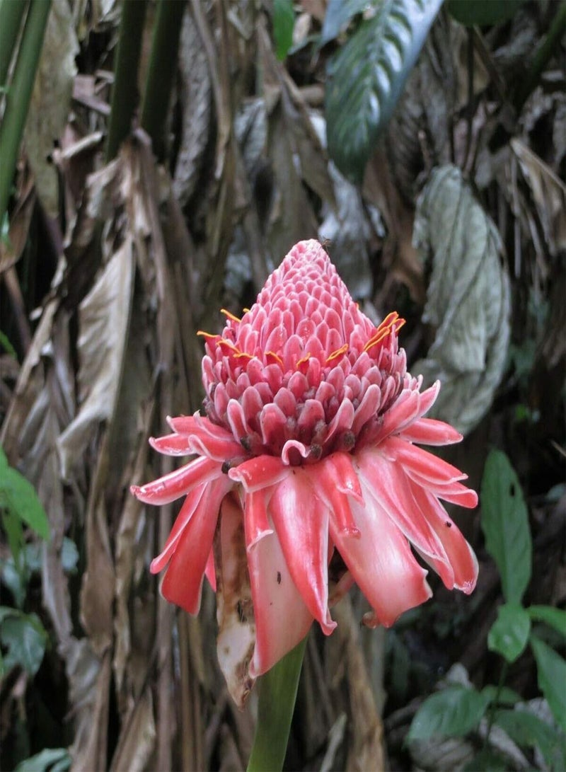 GGOOT 150Pcs/Bag Ginger Flower Seeds Sweet Easy Grow Red Torch Ginger Etlingera Elatior Seeds for Garden Ginger Flower Seeds - Image 3