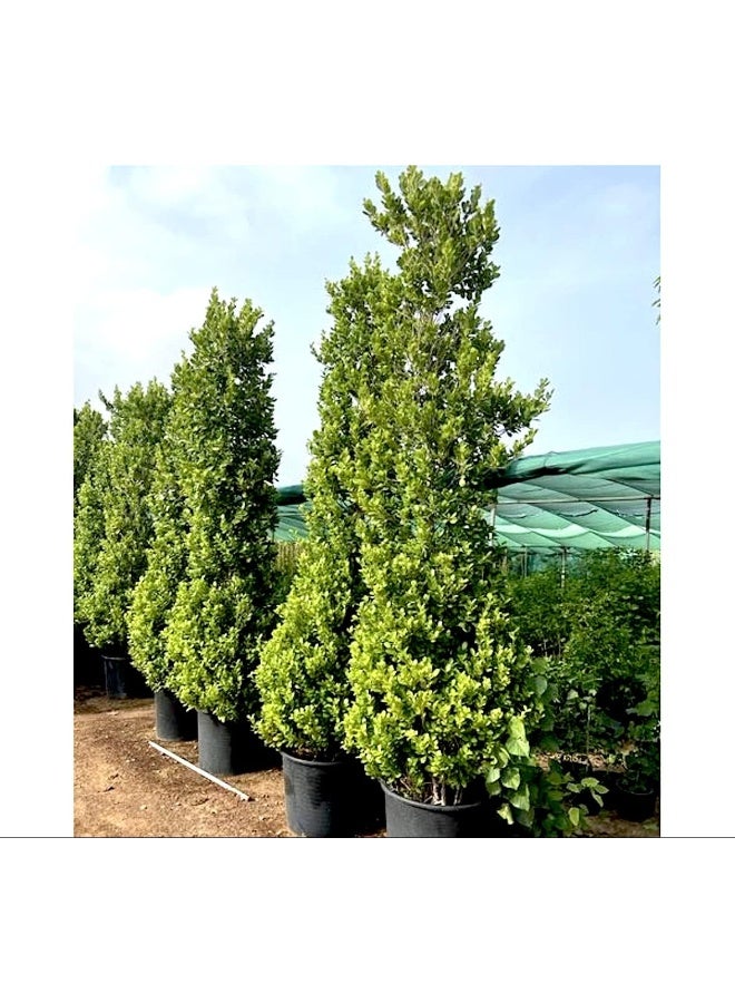 DUBAI GARDEN CENTRE نبات فيكوس باندا على شكل مخروط من مركز حديقة دبي في الهواء الطلق