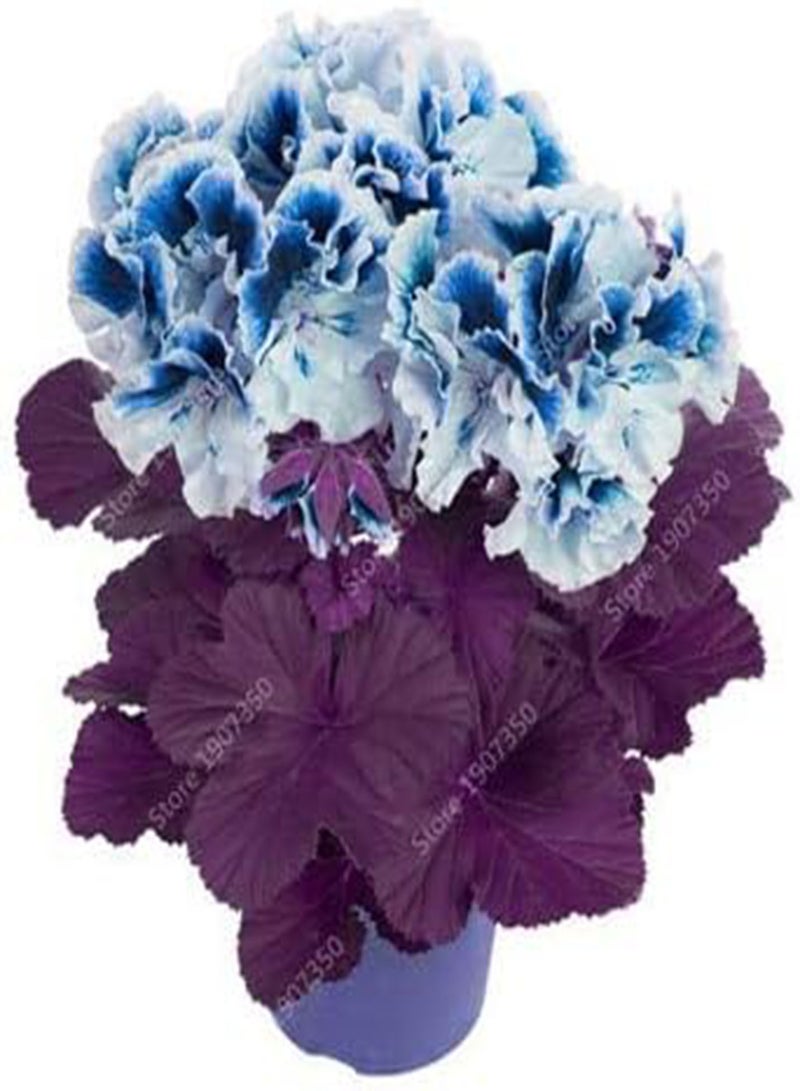 GGOOT Fresh 50pcs Geranium Flower Seeds for Planting Blue White - Image 1