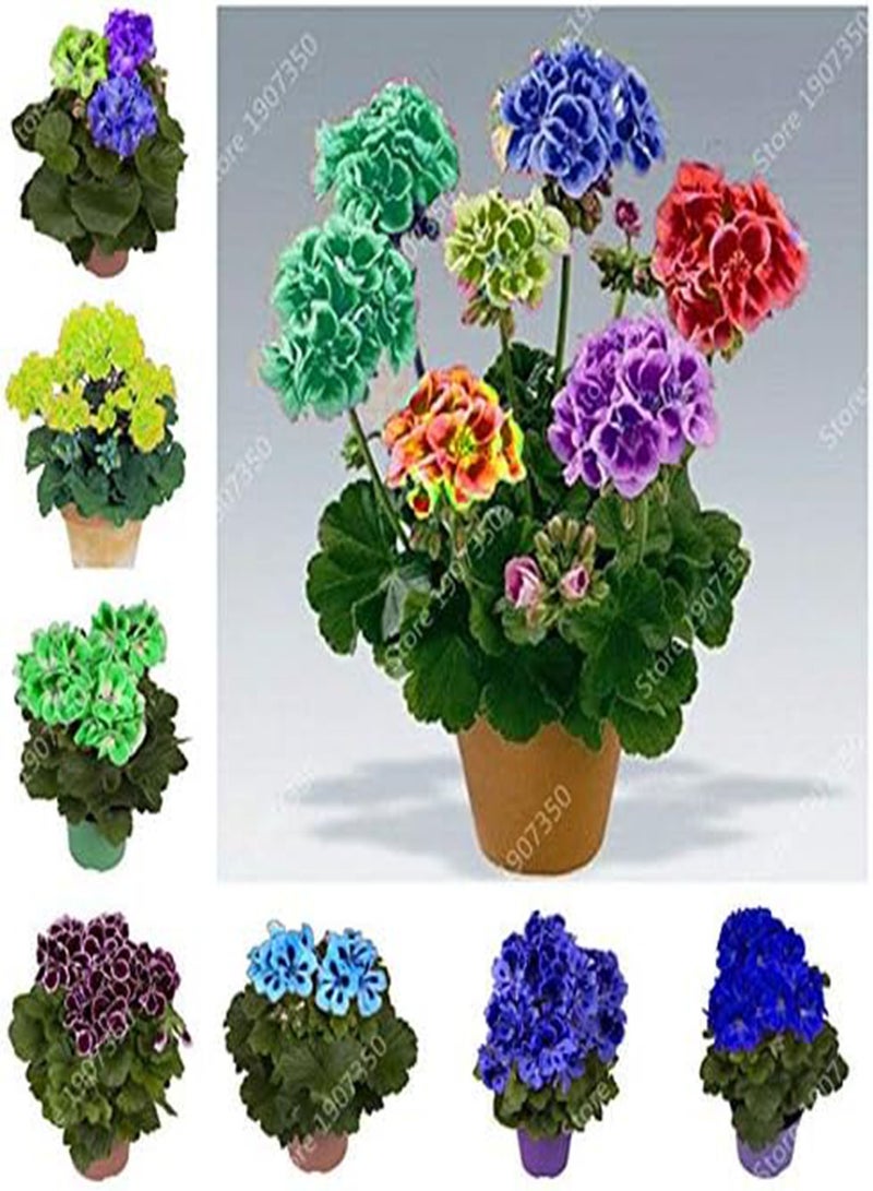 GGOOT Fresh 50pcs Geranium Flower Seeds for Planting Blue White - Image 2