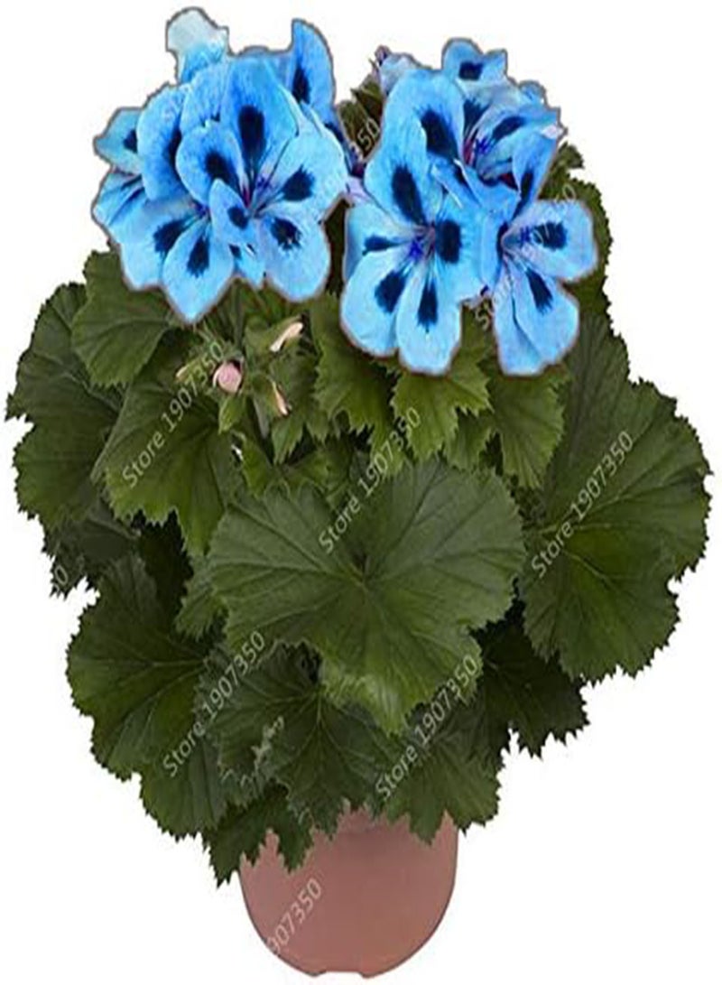 GGOOT Fresh 50pcs Geranium Flower Seeds for Planting Blue White - Image 3