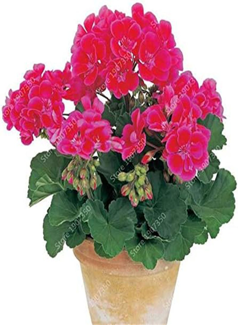 GGOOT Fresh 50pcs Geranium Flower Seeds for Planting Blue White - Image 4