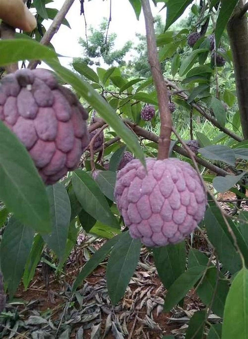GGOOT 20Stück Annona Samen Zuckerapfel Fruchtsamen Indoor Outdoor Pflanzen Soursop Eine der unverzichtbaren Früchte der Familie Pflegeleichte Sorte - Image 2