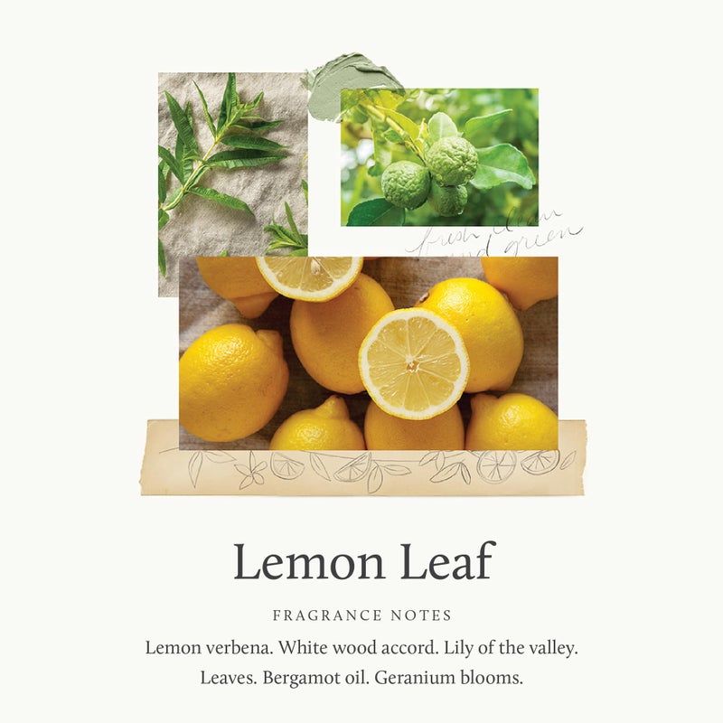 Thymes Lemon Leaf Candle - 8 Oz - Scented Candle for a Fresh Home Fragrance - Aromatherapy Candle in Glass Jar - Matte White Jar - Image 2