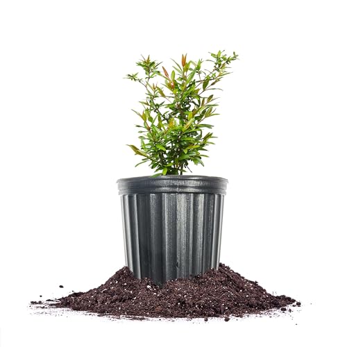 PERFECT PLANTS Russian Pomegranate in a 1 Gal. Grower's Pot | Cold Hardy Drought Tolerant | Yields Large Delicious Fruit | Real Dwarf Fruiting Tree - Image 1