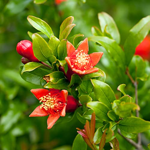 PERFECT PLANTS Russian Pomegranate in a 1 Gal. Grower's Pot | Cold Hardy Drought Tolerant | Yields Large Delicious Fruit | Real Dwarf Fruiting Tree - Image 4