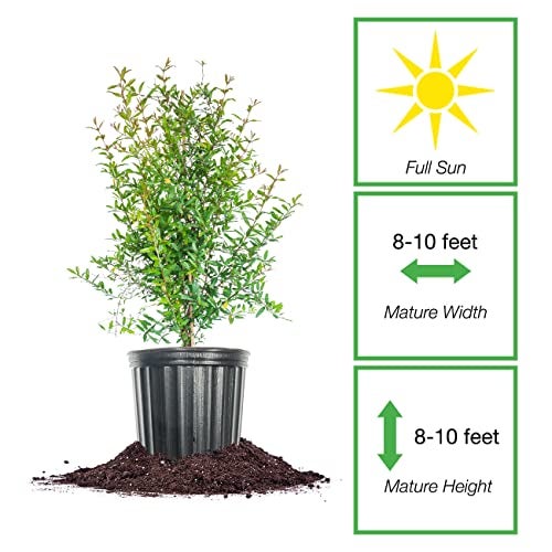 PERFECT PLANTS Russian Pomegranate in a 1 Gal. Grower's Pot | Cold Hardy Drought Tolerant | Yields Large Delicious Fruit | Real Dwarf Fruiting Tree - Image 2