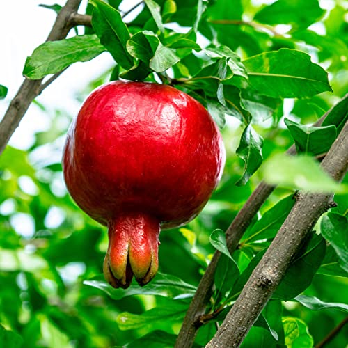 PERFECT PLANTS Russian Pomegranate in a 1 Gal. Grower's Pot | Cold Hardy Drought Tolerant | Yields Large Delicious Fruit | Real Dwarf Fruiting Tree - Image 5