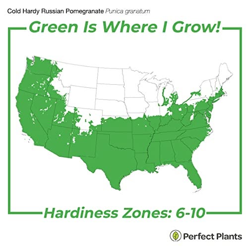 PERFECT PLANTS Russian Pomegranate in a 1 Gal. Grower's Pot | Cold Hardy Drought Tolerant | Yields Large Delicious Fruit | Real Dwarf Fruiting Tree - Image 3