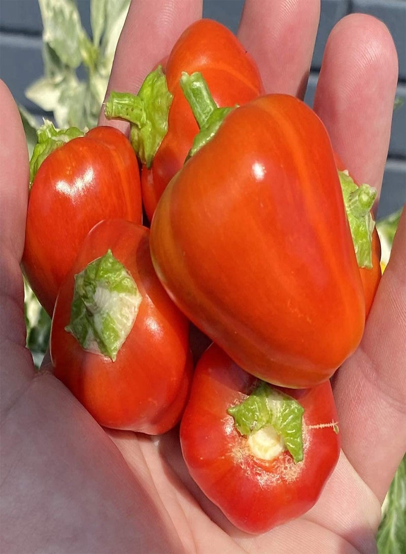 GGOOT Variegated Baby Bell  Premium Seeds 100pcs/Packet - Image 1
