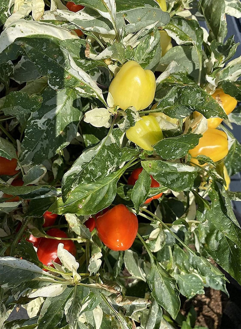GGOOT Variegated Baby Bell  Premium Seeds 100pcs/Packet - Image 3
