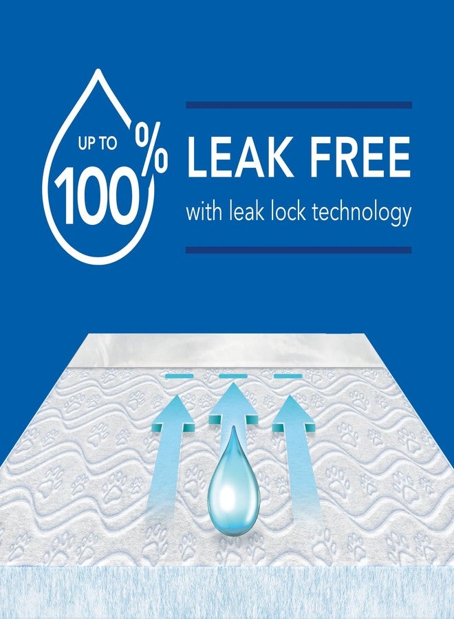 سكوت وسادات سكوت بيت جارد لتدريب الكلاب - وسادات تدريب التبول للجراء والكلاب المتوسطة والكبيرة - امتصاص يصل إلى 12 ساعة للتحكم في الروائح - وسادات تبول سهلة الاستخدام - مقاس كبير - 22 بوصة × 22 بوصة - عبوة من 50 قطعة - Image 4