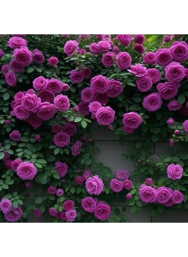 500 قطعة من بذور الورد المتسلق باللون الوردي والأرجواني لزراعة الحديقة