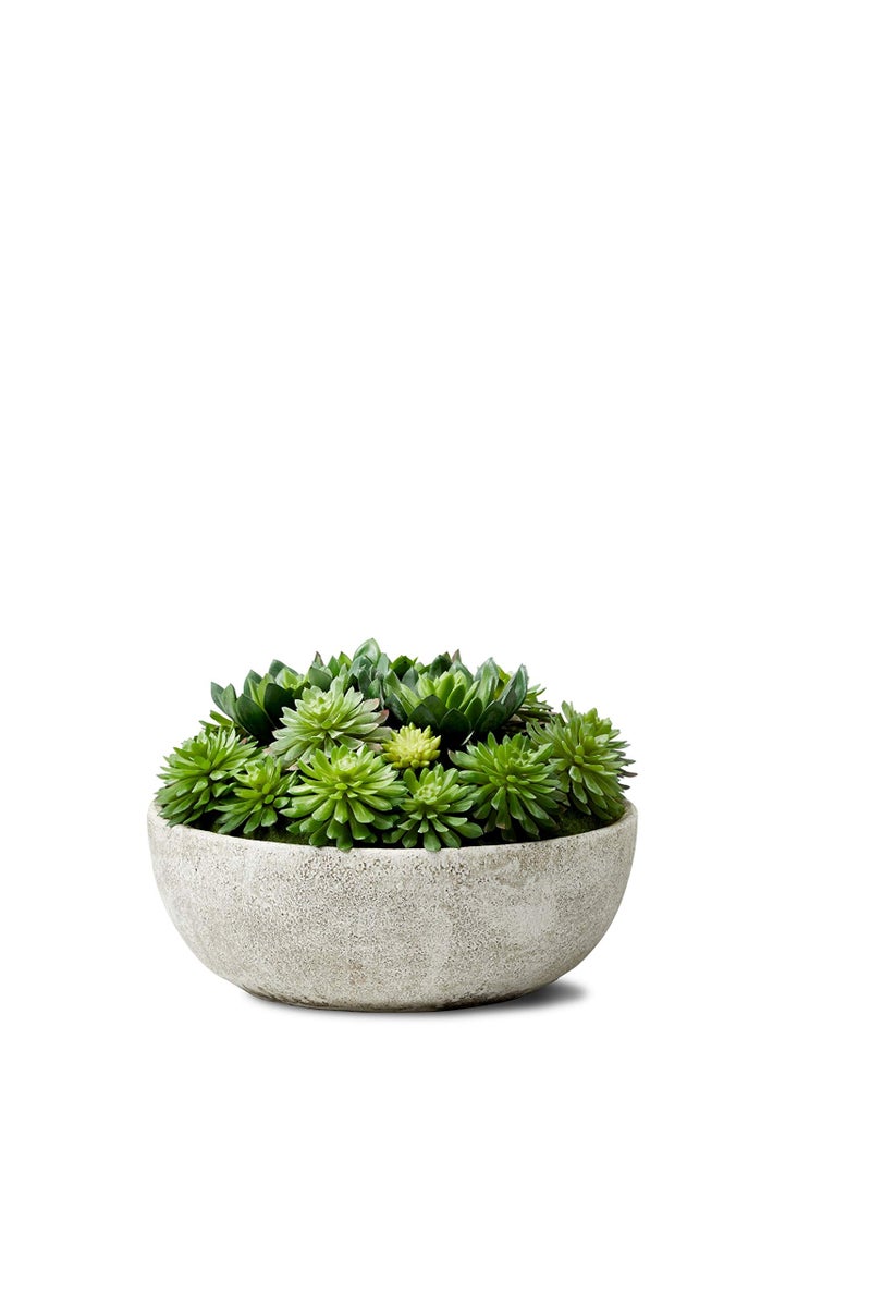 Serene Spaces Living Serene Spaces Living Echeveria Succulent Mix in Bowl Perfect for Weddings and Home Dcor Real Looking Succulent for Decoration Measures 10in Diameter x 7in High Sold Individually 
