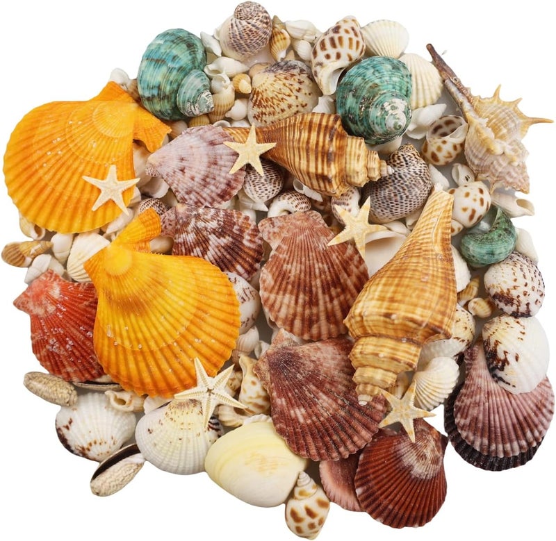 Miraclekoo (Mini) - 135 PCS Sea Shells Mixed Beach Seashells Starfish, Colourful Natural Seashells Perfect Accents for Candle Making,Home Decorations, Beach Theme Party Wedding Decor, Fish Tank and Vase Fillers - Image 1