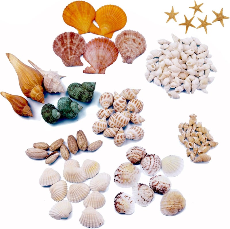 Miraclekoo (Mini) - 135 PCS Sea Shells Mixed Beach Seashells Starfish, Colourful Natural Seashells Perfect Accents for Candle Making,Home Decorations, Beach Theme Party Wedding Decor, Fish Tank and Vase Fillers - Image 3