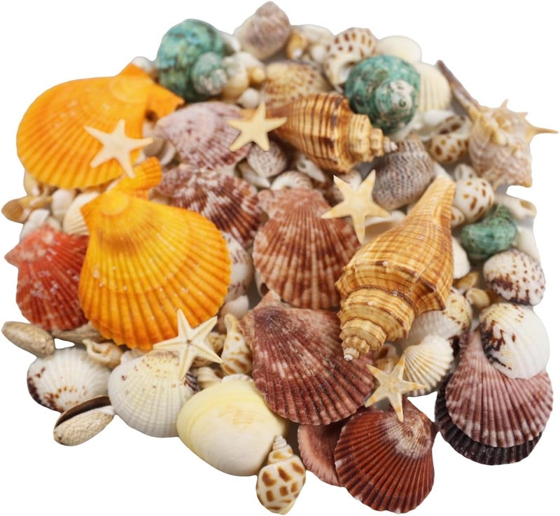 Miraclekoo (Mini) - 135 PCS Sea Shells Mixed Beach Seashells Starfish, Colourful Natural Seashells Perfect Accents for Candle Making,Home Decorations, Beach Theme Party Wedding Decor, Fish Tank and Vase Fillers - Image 2