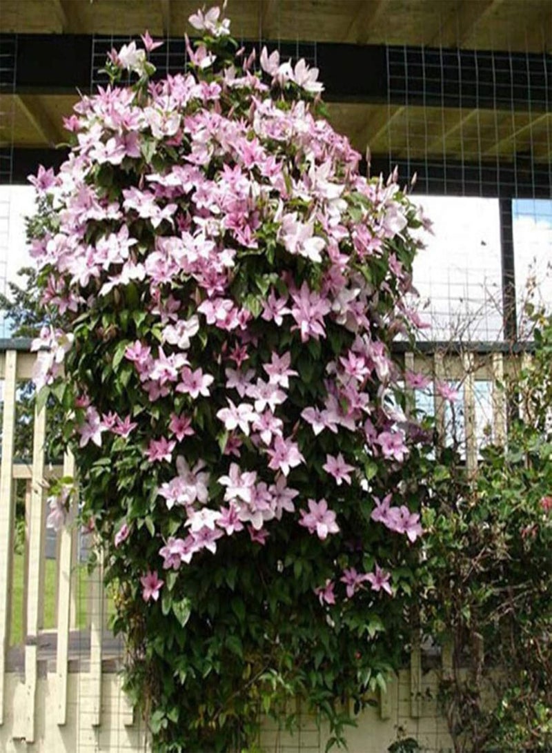 جي جوت كيس واحد من بذور زهرة الكليماتيس من Aesthetics DIY متعددة الألوان من بذور زهرة الروطان الملكة للشرفة باللون الوردي - Image 4