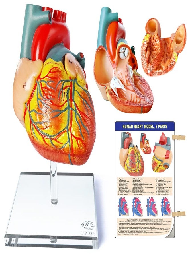 EVOTECH SCIENTIFIC Human Heart Model for Anatomy - 2-Part Life Size Medical Heart for Classroom and Cardiology Study - Image 1