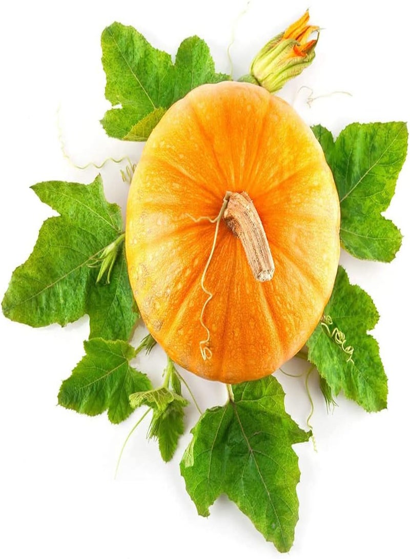 GGOOT 30Pcs Pumpkin Seeds Planting in Indoors Outdoors Golden Orange Smooth Skin Thickness Inside Orange-Yellow Annual Squash Enjoy Joy of Harvest - Image 1