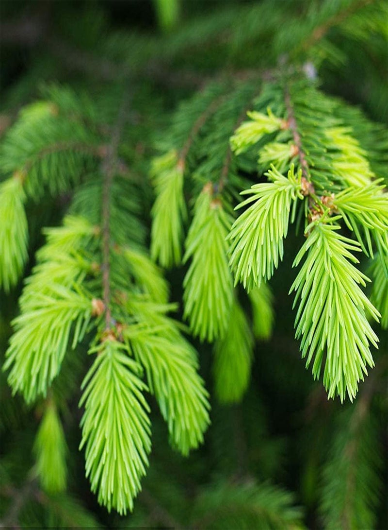 GGOOT 100Pcs Fresh Spruce Seeds Hardy Perennial Landscape Tree Seeds for Planting As Home Office Gardening Decoration Easy to Care Variety - Image 2