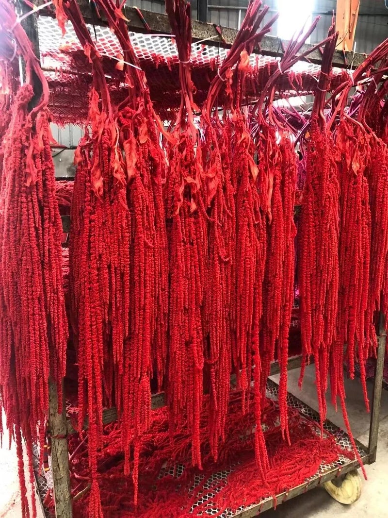 Bluejw High Quality 5pcs Natural Dried Amaranth (Amaranthus Caudatus) – Long-Lasting Preserved Hanging Dried Plants for Wedding, Graduation & Home Decor - Image 1