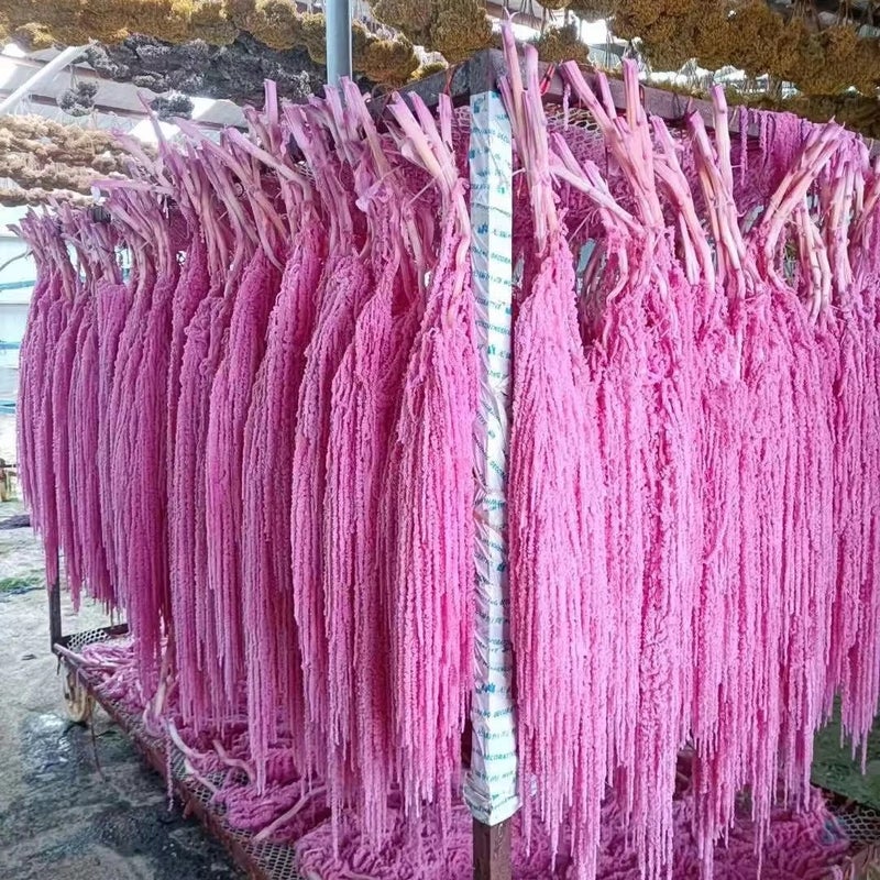 Bluejw High Quality 5pcs Natural Dried Amaranth (Amaranthus Caudatus) – Long-Lasting Preserved Hanging Dried Plants for Wedding, Graduation & Home Decor - Image 3