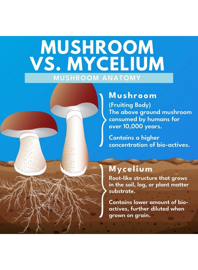 Bold Botanica Mushroom Supreme 7 - Mushroom Supplement - Organic Extracts of Turkey Tail, Chaga, Phellinus, Reishi, Cordyceps, Maitake, Shiitake for Immune Support & Optimal Wellness, 60 Caps - Image 5