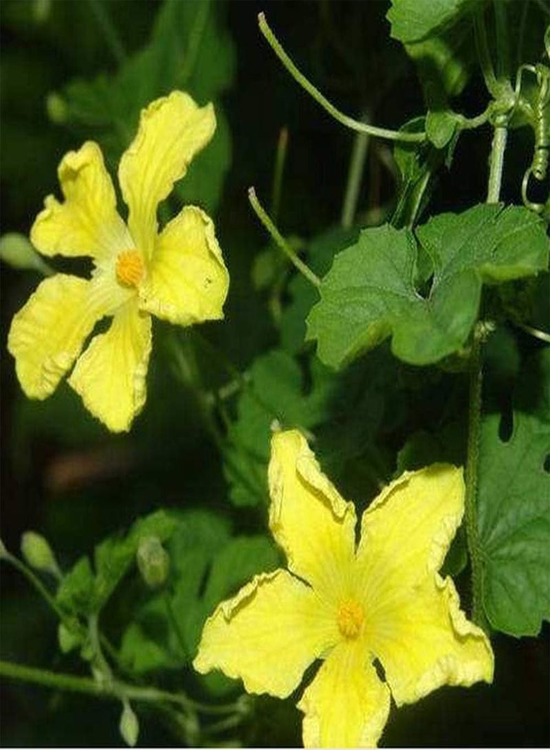 جي جوت 50 قطعة من بذور القرع المر، خضراء غير معدلة وراثيًا، عشبة متسلقة، بذور خضروات طازجة، زراعة داخلية وخارجية، حديقة منزلية، ديكور شرفة - Image 2