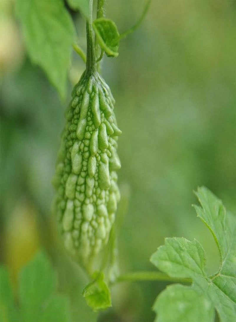 جي جوت 50 قطعة من بذور القرع المر، خضراء غير معدلة وراثيًا، عشبة متسلقة، بذور خضروات طازجة، زراعة داخلية وخارجية، حديقة منزلية، ديكور شرفة - Image 3