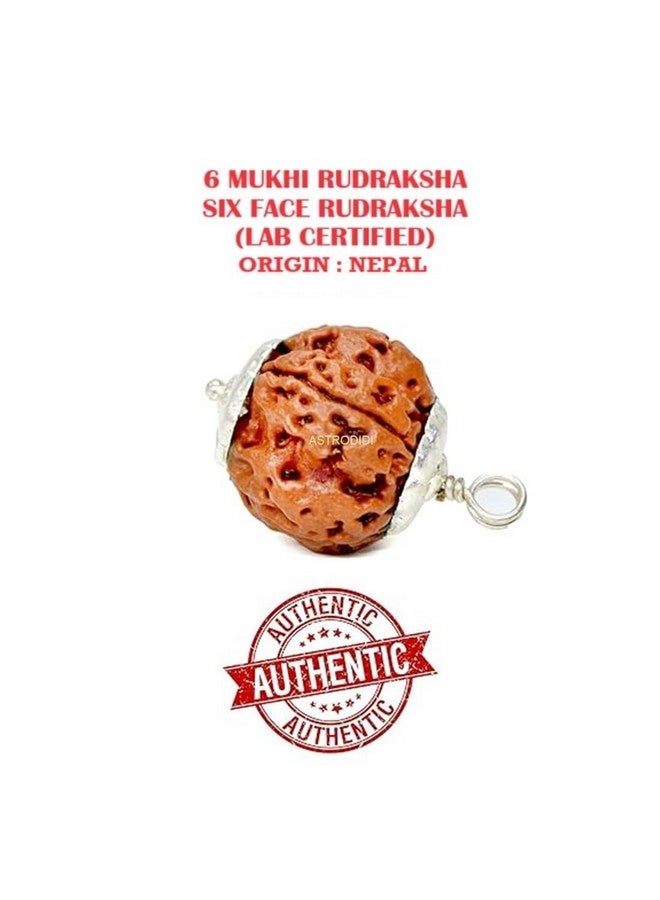 ASTRODIDI 6 Mukhi Rudraksha Pendant with Lab Certificate | Nepali Six Face Original Rudraksh | Astrological Benefits | Unisex Design for Men & Women Boys and Girls - Image 2