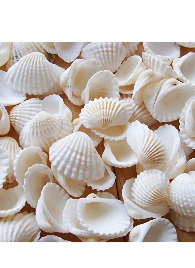 Excefore - Small Tiny Sea Shells White Clam Bulk Natural Seashell for DIY Craft Home Decor Vase Fillers, 100Pcs - Image 1
