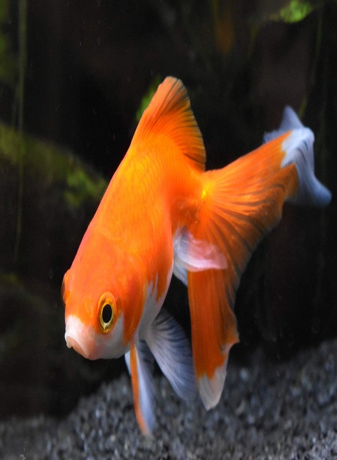 Seachem Alkaline Regulator, 1 kg / 2.2 lbs - Image 4