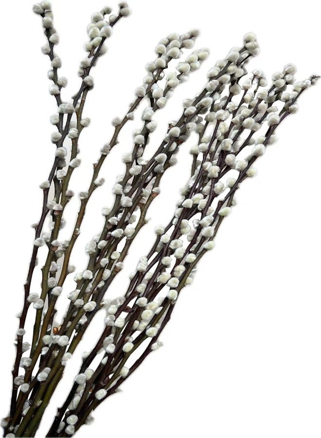 WAIFOMEI 20PCS Real Dried PussyWillow Branches Tall 27 Inches Natural Decorative Branches with White Buds Long Birch Stems for Vase Spring Easter Home Decor - Image 1