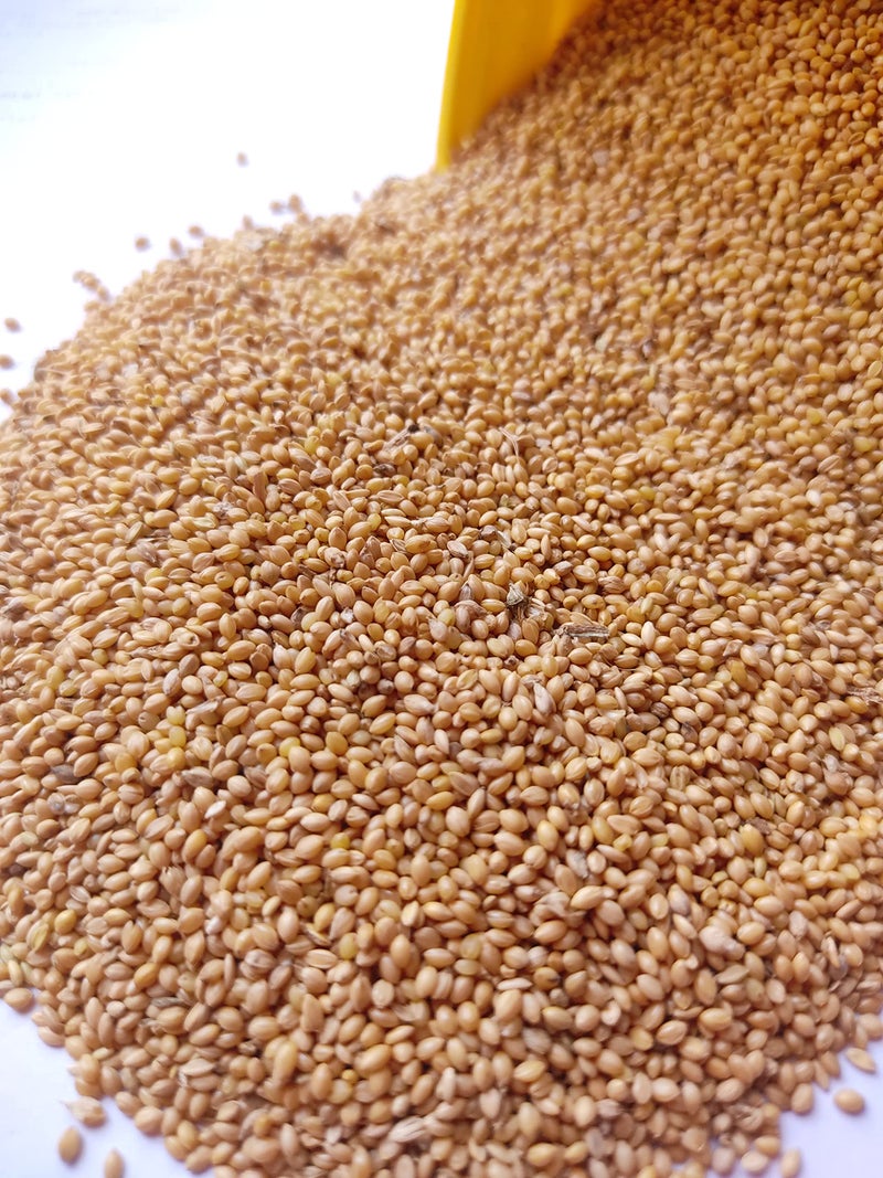 MASHKI Thinai Kangni Seed Double Cleaned Korra, Rala, Thina, Kang, Kaon Seeds Foxtail Millet koni dhaan, navane Nutrition Bird Food for All Birds - 180Gm - Image 5