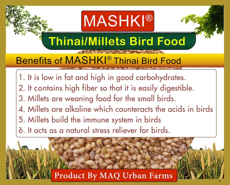 MASHKI Thinai Kangni Seed Double Cleaned Korra, Rala, Thina, Kang, Kaon Seeds Foxtail Millet koni dhaan, navane Nutrition Bird Food for All Birds - 180Gm - Image 3