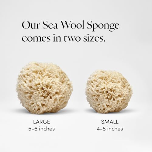 LATHER - Natural Sea Wool Sponge, 5-6" - Organic Exfoliating Body Scrubber - Soft, Gentle Cleansing - Hypoallergenic - All Skin Types - Florida Natural Loofah Sponge - Cruelty Free - Beauty & Skincare - Image 3