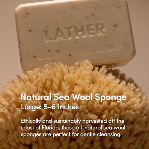 LATHER - Natural Sea Wool Sponge, 5-6" - Organic Exfoliating Body Scrubber - Soft, Gentle Cleansing - Hypoallergenic - All Skin Types - Florida Natural Loofah Sponge - Cruelty Free - Beauty & Skincare - Image 2