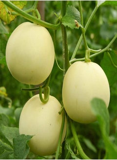 Muskmelon Seeds 150pcs