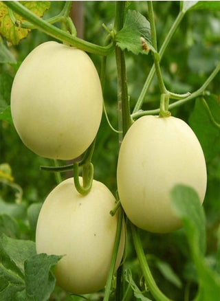 Muskmelon Seeds 150pcs - pzsku/Z0EB50C90CFBE4ECBDBC8Z/45/_/1732553074/4ecb5f9a-357c-43e7-8670-3d4a8489bd25