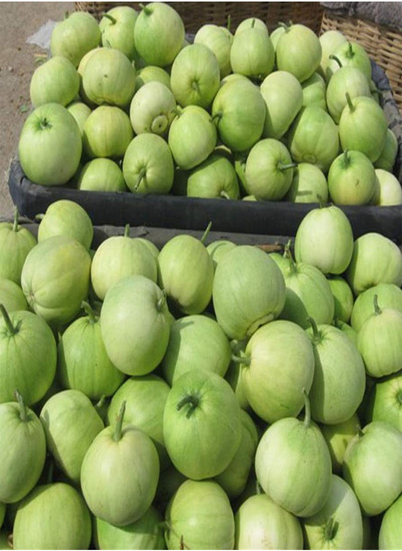 GGOOT - Muskmelon Seeds 150pcs - Image 1