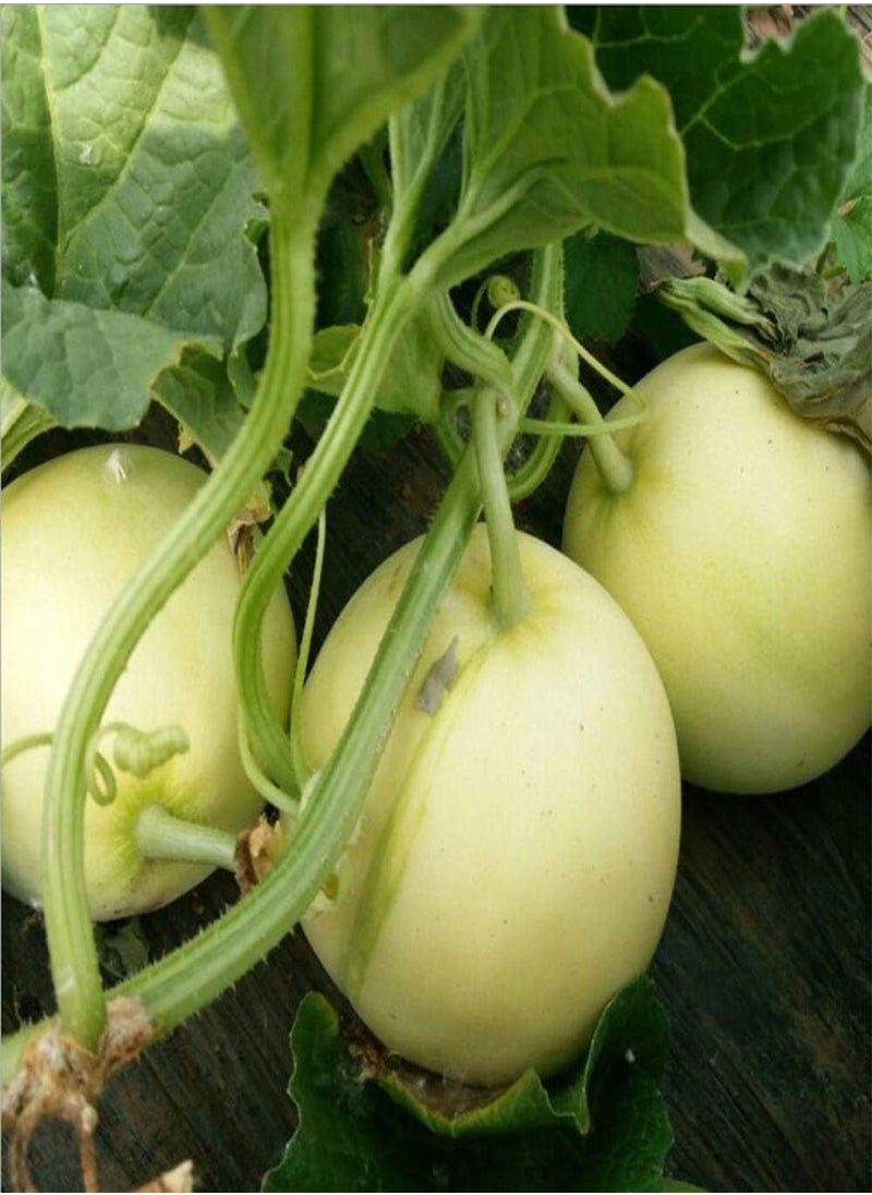 GGOOT - Muskmelon Seeds 150pcs - Image 1