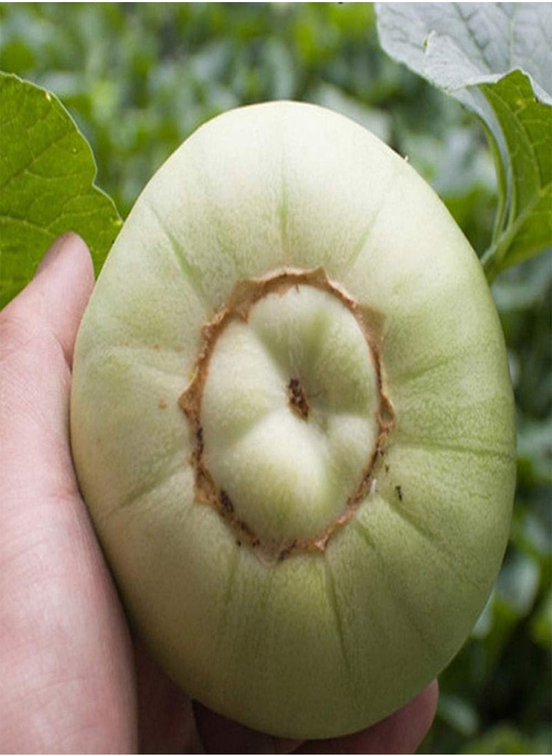 GGOOT - Muskmelon Seeds 150pcs - Image 1