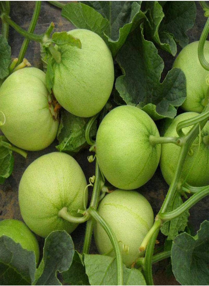 GGOOT - Muskmelon Seeds 150pcs - Image 1
